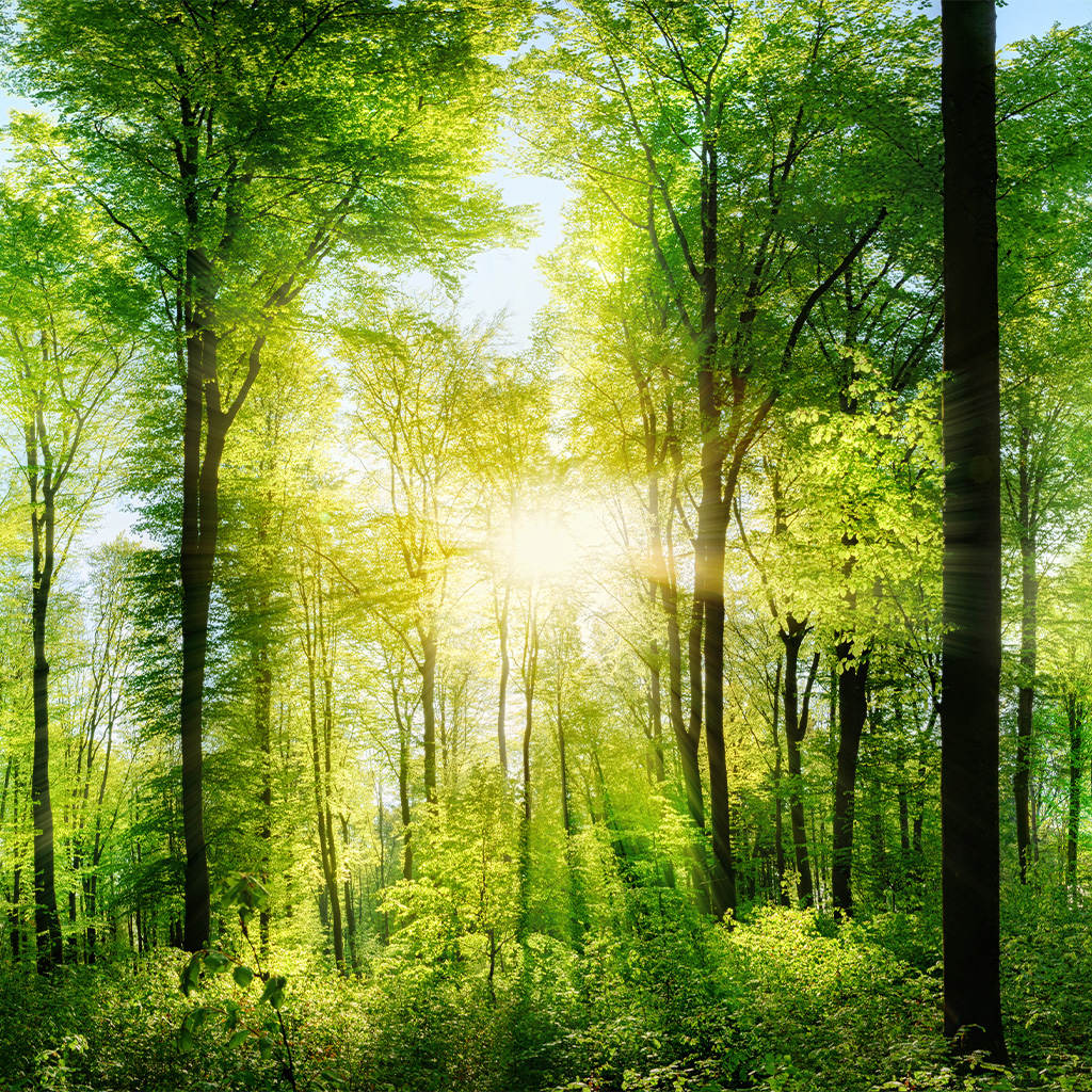 Nachhaltigkeit sonniger Wald